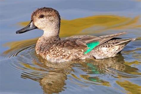 Juvenile Green Winged Teal This Little Migrating Duck Was Flickr