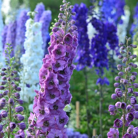 Delphinium Pacific Giant Series Flower Seeds Round Table Mix 1000