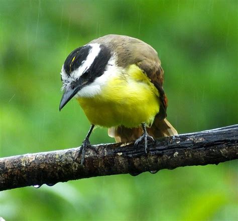 Fifteen Beautiful Birds From Belize
