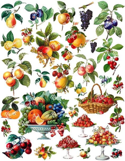 Fruits Digital Collage Sheet Vintage Fruits Images Printable Etsy