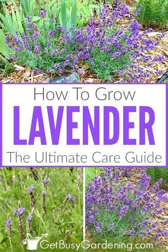 How To Care For Lavender Plants Growing Herbs In Pots