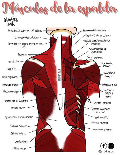 El Cuerpo Humano Y Sus Partes Musculos De La Espalda Images And