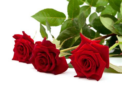 Jenis Bunga Mawar Merah Toko Bunga Jakarta Toko Bunga Online Tws
