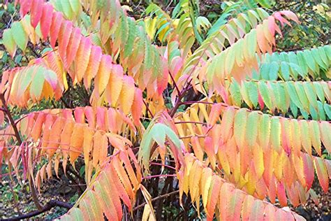 Plantpostings Plant Of The Month Staghorn Sumac