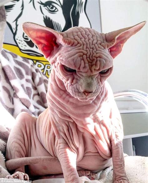 Naked Sphynx Cat Wins Legions Of Online Fans For Permanent Scowl