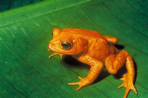 Why Are Some Endangered Amphibians Going Extinct