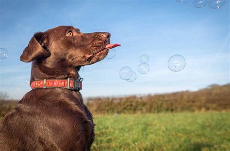 10 Bouncy Dog Breeds Chasing Bubbles Petguide