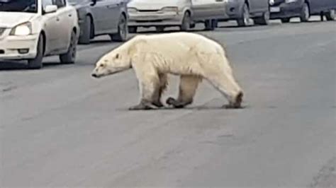 starving polar bear wanders into siberian city huffpost uk news