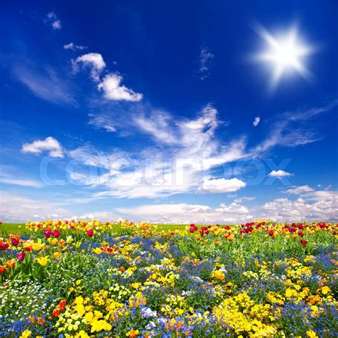 Beautiful Flowers Meadow And Cloudy Blue Sky Stock Image Colourbox