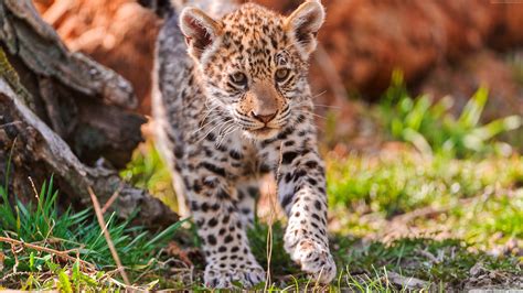 Baby Leopard Wallpapers Top Free Baby Leopard Backgrounds