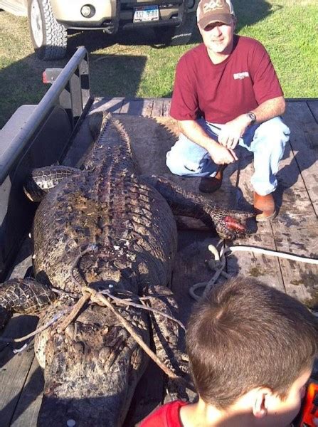 Durango Texas An 115 Foot 700 Pound Alligator Found Murdered In Texas