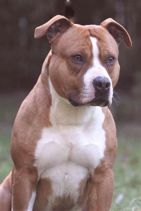 Oreilles Joliment Pliées In 2020 American Pitbull Terrier Beautiful