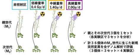植物における慢性放射線被ばくが塩基配列の突然変異に与える影響 －発芽直後から種子成熟期までの放射線照射によって生じた突然変異分析－ 量子科学技術研究開発機構