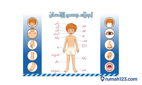 80 Bahasa Arab Anggota Tubuh Manusia Dan Artinya Lengkap