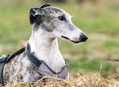 Top Performance For Racing Greyhounds Mcdowells Herbal Treatments