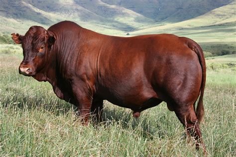 Bonsmara Livestockpedia