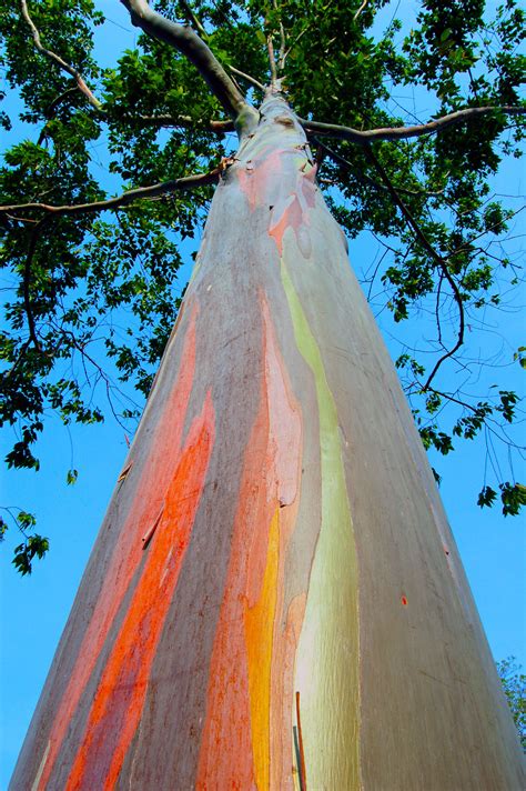 Rainbow Eucalyptus Trees That Grow On The Slopes Of Mount Haleakala