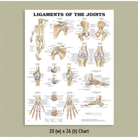 Back Talk Systems Colorado Ligaments Of The Joints Anatomical Chart