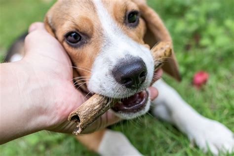 Guide To Feeding Your Dog Raw Bones February 2020