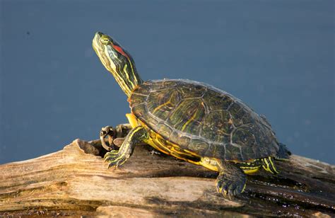 Red Eared Slider Mdc Discover Nature