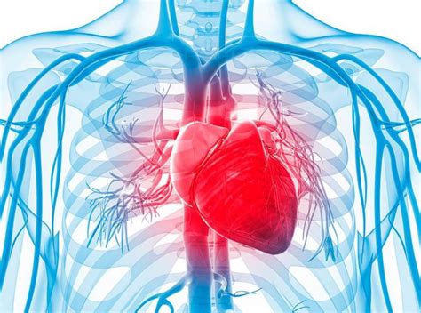 Por qué son importantes las enfermedades cardiovasculares PORTALGERIATRICO
