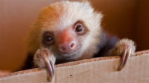 Bbc Radio 4 Radio 4 In Four 10 Incredible Facts About The Sloth