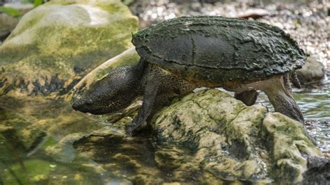 Musk Turtle Diet And Feeding Guide For Beginners The Turtle Hub