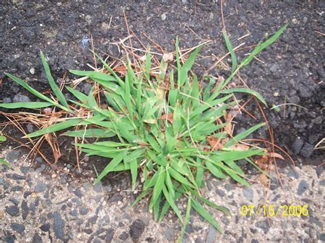 How To Prevent Crabgrass Naturally Natures Lawn And Garden