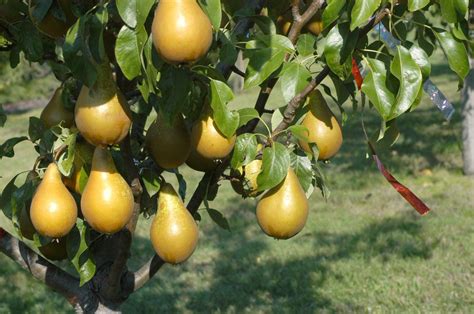 Its Time To Plant Fruit Trees — Heres How To Best Establish Them