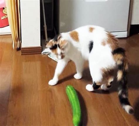 Cats Vs Cucumbers Know Your Meme