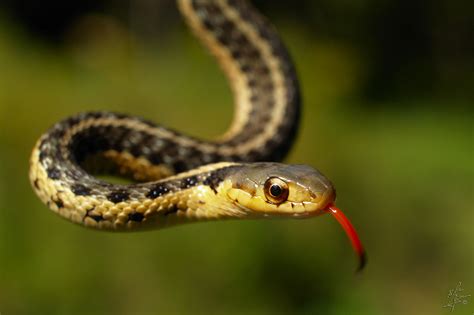 Backyard Snakes Effective Wildlife Solutions