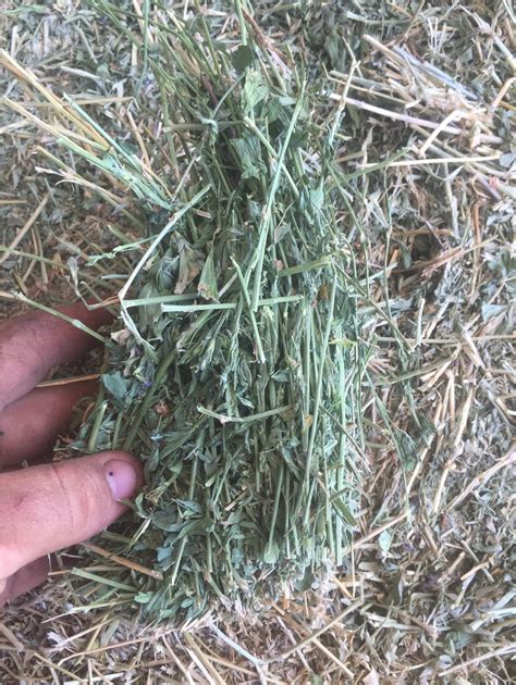Small Square Bales First Cut Lucerne Hay For Sale Grab Load Hay