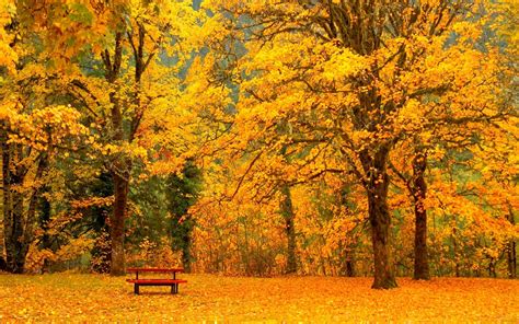 Download Leaf Tree Fall Photography Park Hd Wallpaper