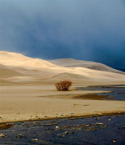 Lone Willow At The Great Sand Dunes National Park Smithsonian Photo