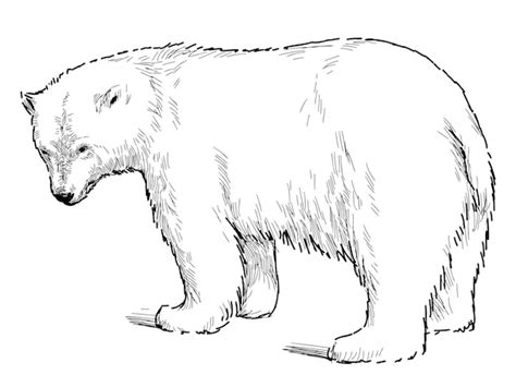 Polar Bears Drawing