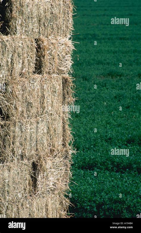 Alfalfa Hay Stacked Bales Stock Photo Alamy