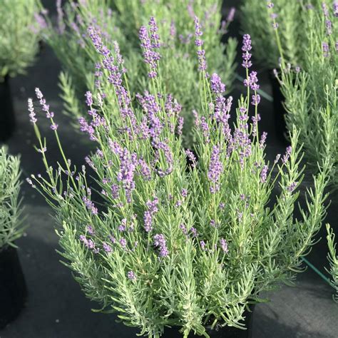 Lavandula Angustifolia Munstead Strain Lavender From Saunders