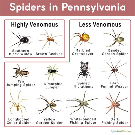 Spiders In Pennsylvania List With Pictures