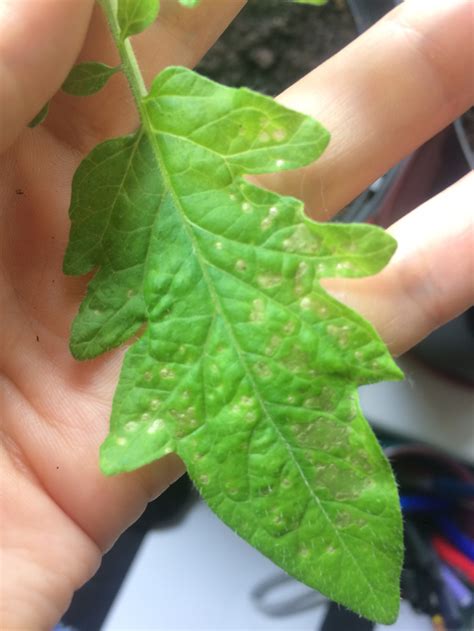 Spots On Tomato Plant Leaves — Bbc Gardeners World Magazine