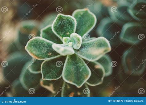 Echeveria Pulvinata Macro Close Up Of Budding Fuzzy Succulent Plant In