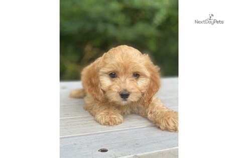 Miniature cavapoo puppies for sale in texas. Betsy: Cavapoo puppy for sale near Dallas / Fort Worth ...