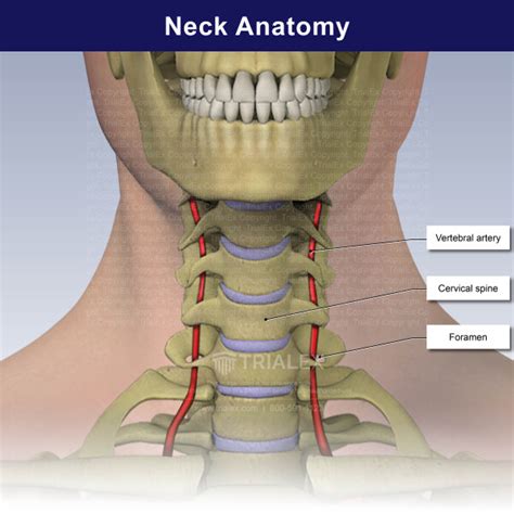 Normal Neck Anatomy