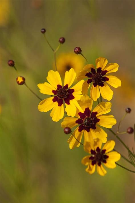 Alabama Coreopsis Tinctoria Wildflowers By Kathy Clark Yellow