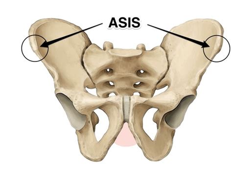 Anterior Superior Iliac Spine Muscle Attachment