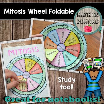 Mitosis Wheel Foldable By Math In Demand TPT