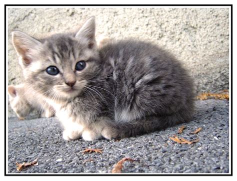 25 Best Ideas About Grey Tabby Kittens On Pinterest Kittens