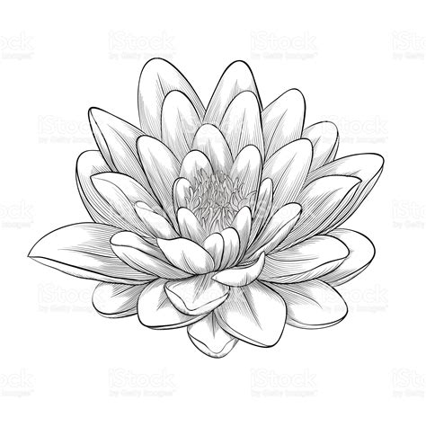 Beautiful Monochrome Black And White Lotus Flower Painted In Graphic