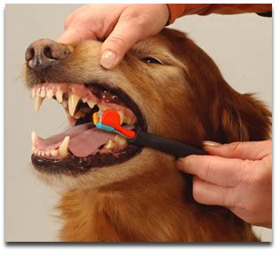 Common problems include plaque and gingivitis formation that can lead to other problems such as. Brushing Your Dog's/Cat's Teeth - Rogz