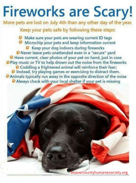 Reminder For Pet Owners Keep Your Dogs Safe During Fireworks Beaver