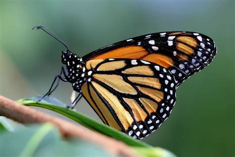 Papillon Monarque Photo Photo Sharing Papillon